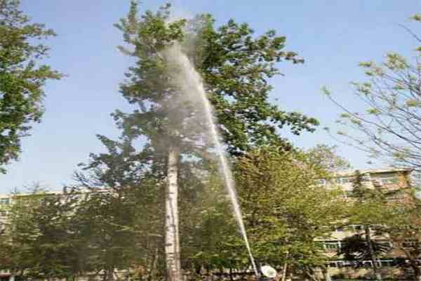 樹木打藥當晚下雨，藥效還在嗎？